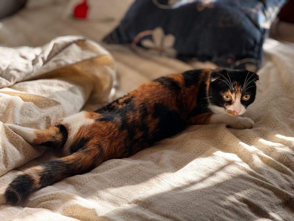 A calico cat stretches comfortably on a sunlit bed, enjoying a peaceful afternoon indoors.