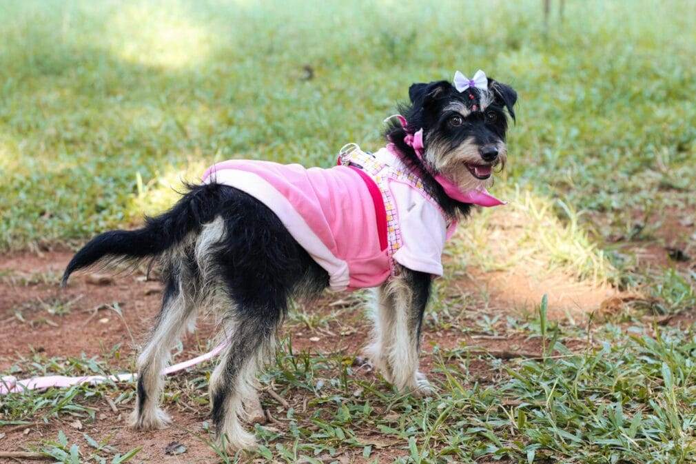 Cute dog in pink clothes standing on grassy ground outdoors, looking playful and stylish.
