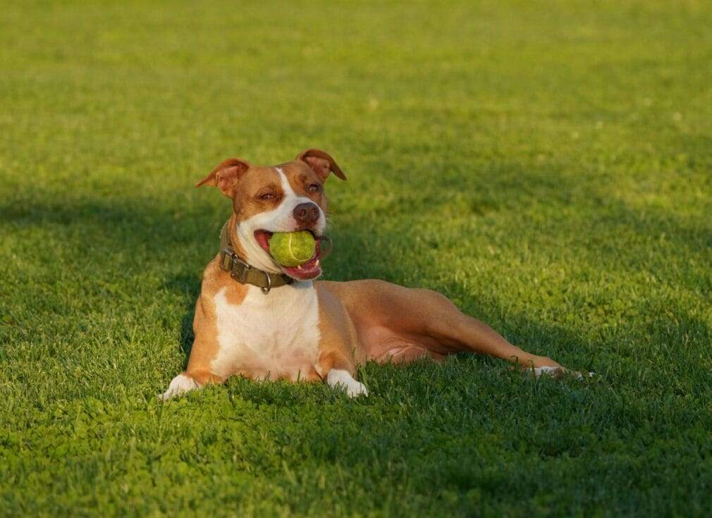 Friendly pitbull dog relaxing outdoors with a tennis ball in its mouth on a sunny day.