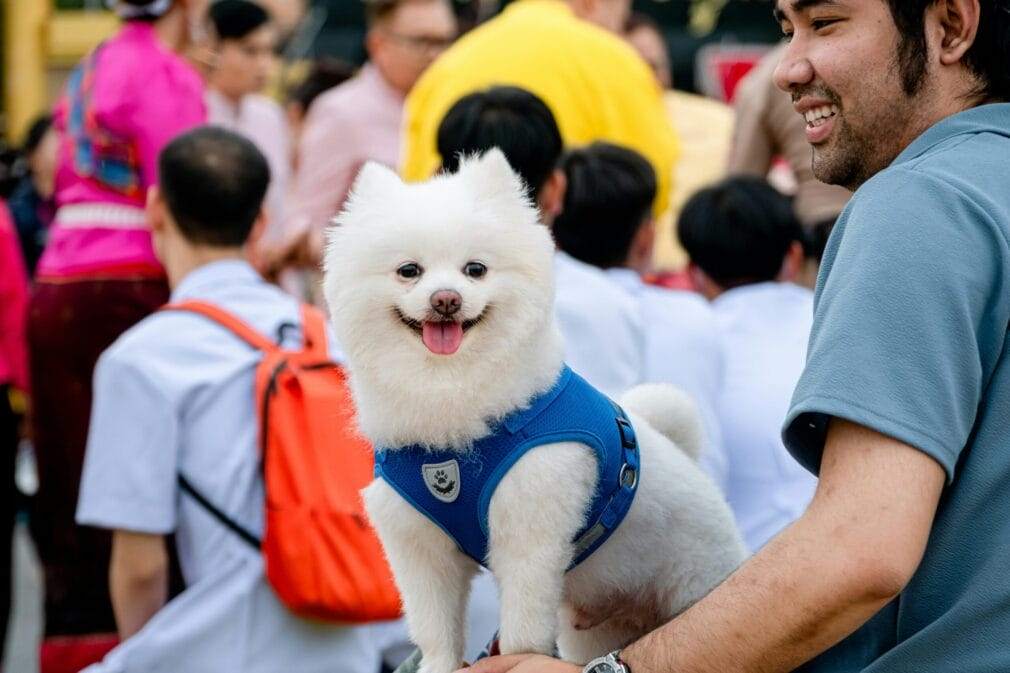 Happy Pomeranian dog in a blue harness with people at an outdoor festival.