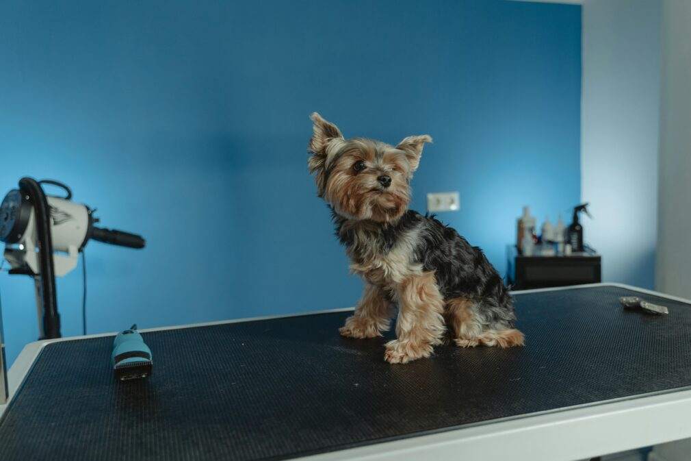 Yorkshire Terrier on grooming table in pet salon with blue background.